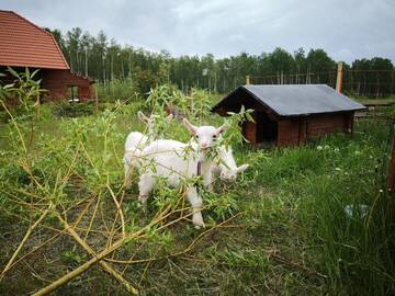 Фото номера Таунхаус с 3 спальнями Комплексы для отдыха с коттеджами/бунгало Kundziņu salas г. Vidriži 17