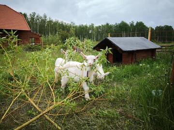 Фото номера Таунхаус с 3 спальнями Комплексы для отдыха с коттеджами/бунгало Kundziņu salas г. Vidriži 75